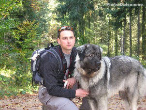 sarplaninac Gorstak 14 months