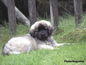 sarplaninac Hajdi 2 months