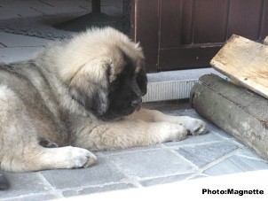 sarplaninac Hajdi 2 months