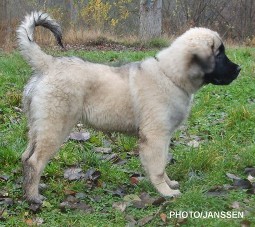 sarplaninac Hajdi 3,5 months