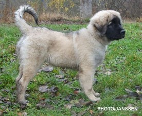 sarplaninac Hajdi 3,5 months