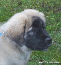 sarplaninac Hajdi 3,5 months