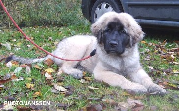 sarplaninac Hajdi 3,5 months
