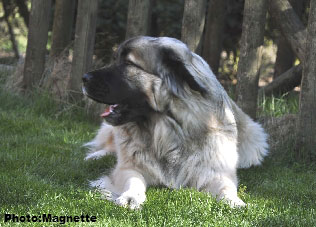 Sarplaninac Hajdi 22 months