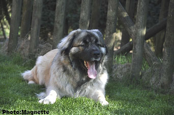 Sarplaninac Hajdi 22 months