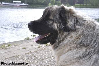 Sarplaninac Hajdi 22 months
