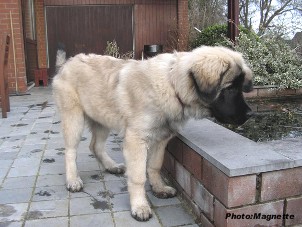 sarplaninac Hajdi 4,5 months