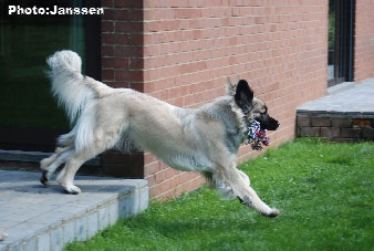 Sarplaninac Hajdi 25 months
