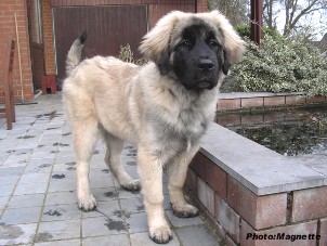 sarplaninac Hajdi 4,5 months