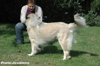 Sarplaninac Hajdi 25 months