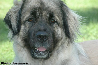 Sarplaninac Hajdi 25 months