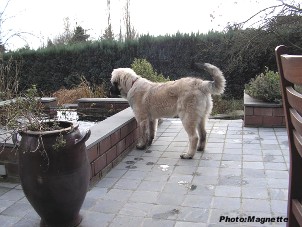 sarplaninac Hajdi 4,5 months