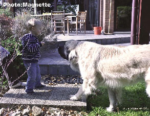 Sarplaninac Hajdi 28 months