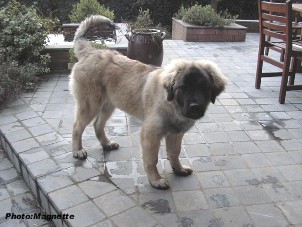 sarplaninac Hajdi 4,5 months
