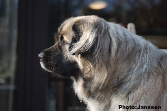 Sarplaninac Hajdi 2,5 years