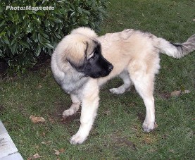sarplaninac Hajdi 4,5 months