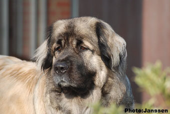Sarplaninac Hajdi 2,5 years