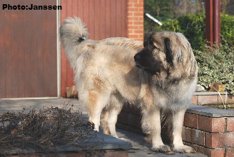 Sarplaninac Hajdi 2,5 years
