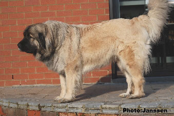 Sarplaninac Hajdi 2,5 years