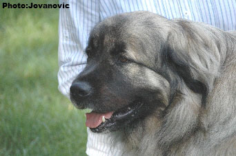 Sarplaninac Hajdi 3 years