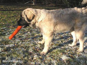 sarplaninac Hajdi 5 months