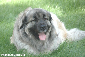 Sarplaninac Hajdi 3 years
