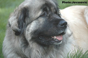 Sarplaninac Hajdi 3 years