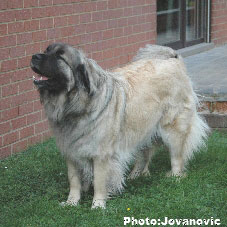 Sarplaninac Hajdi 3 years