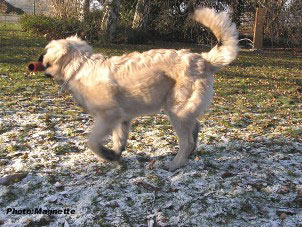 sarplaninac Hajdi 5 months