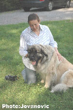 Sarplaninac Hajdi 3 years