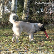 sarplaninac Hajdi 5 months