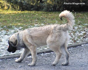 sarplaninac Hajdi 5 months