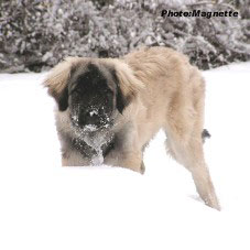 sarplaninac Hajdi 5,5 months