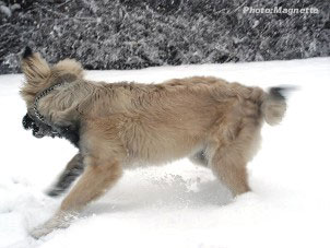 sarplaninac Hajdi 5,5 months