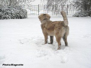 sarplaninac Hajdi 5,5 months