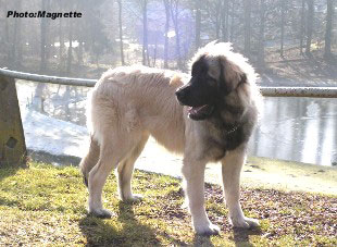 sarplaninac Hajdi 6 months