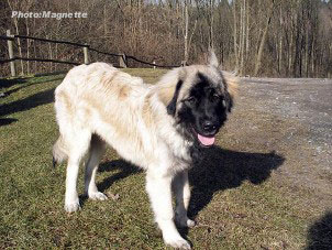 sarplaninac Hajdi 6 months