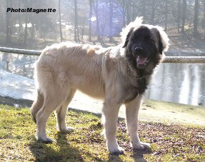 sarplaninac Hajdi 6 months