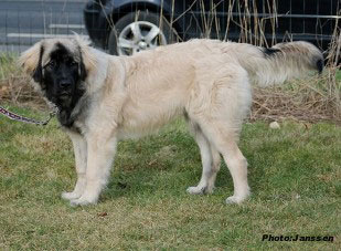 sarplaninac Hajdi 6 months