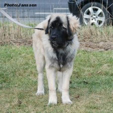 sarplaninac Hajdi 6 months