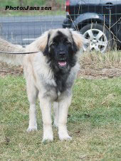 sarplaninac Hajdi 6 months