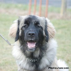 sarplaninac Hajdi 6 months