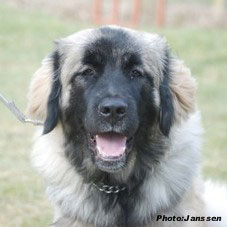 sarplaninac Hajdi 6 months