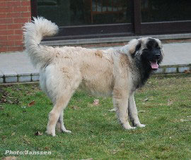 Hajdi et Hodessa 7 months
