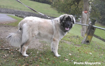 Sarplaninac Hajdi 15 months