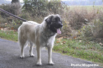 Sarplaninac Hajdi 15 months