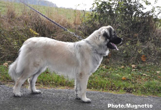 Sarplaninac Hajdi 15 months