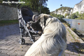 Sarplaninac Hajdi 15 months