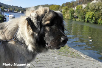 Sarplaninac Hajdi 15 months