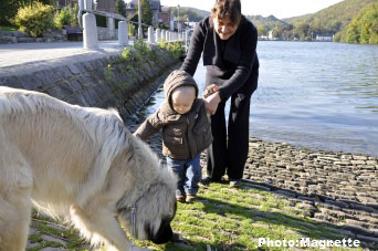 Sarplaninac Hajdi 15 months